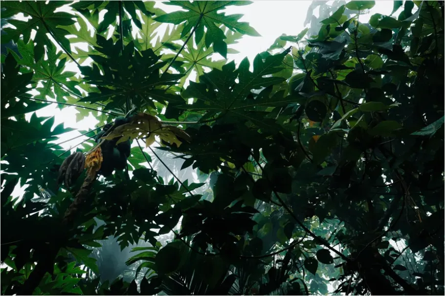 Detail Rainforest Canopy Wildlife Photo Number 4