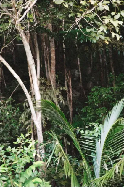 Detail Rainforest Canopy Wildlife Photo Number 5