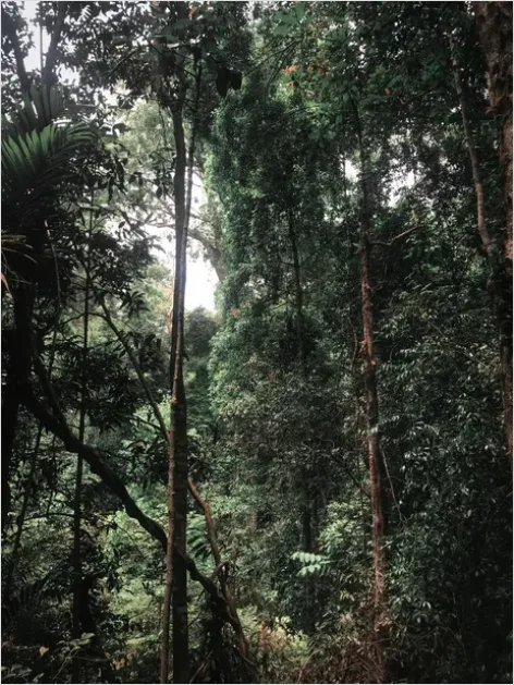 Detail Rainforest Canopy Wildlife Photo Number 7