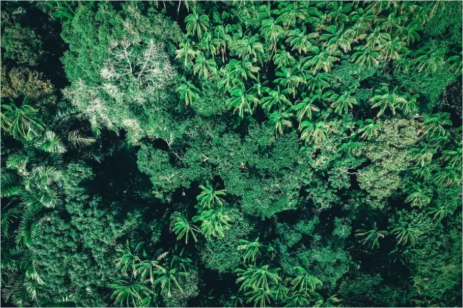 Detail Rainforest Canopy Wildlife Photo Number 8