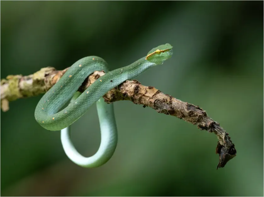 Rainforest Snake On Branch 3f06