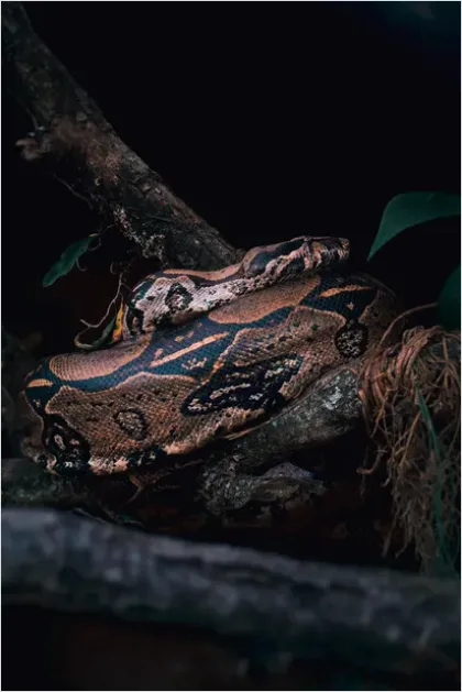 Detail Rainforest Snake On Branch Number 2