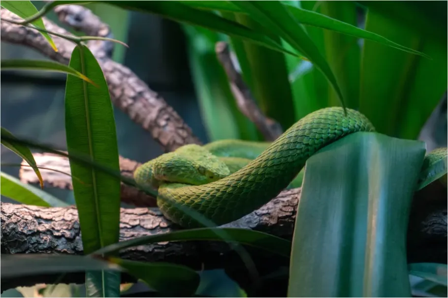 Detail Rainforest Snake On Branch Number 3