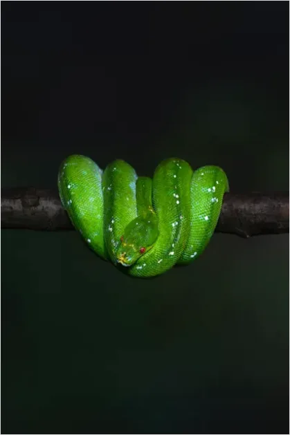 Detail Rainforest Snake On Branch Number 4