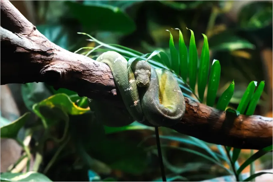 Detail Rainforest Snake On Branch Number 5