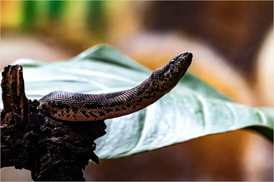 Detail Rainforest Snake On Branch Number 6