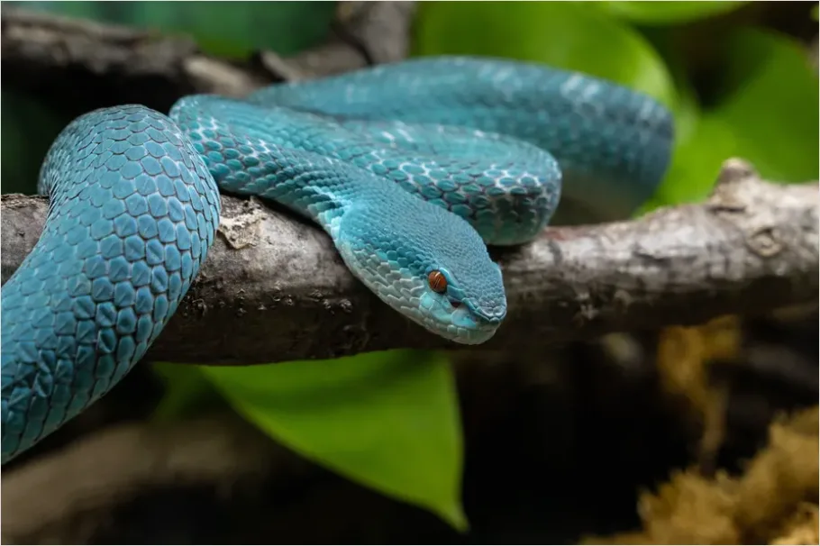 Detail Rainforest Snake On Branch Number 7