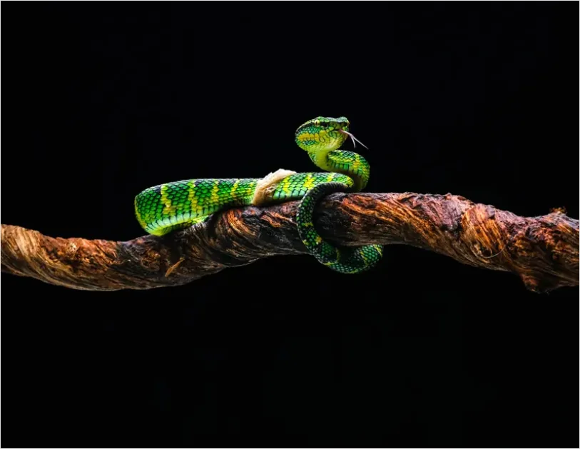 Detail Rainforest Snake On Branch Number 8