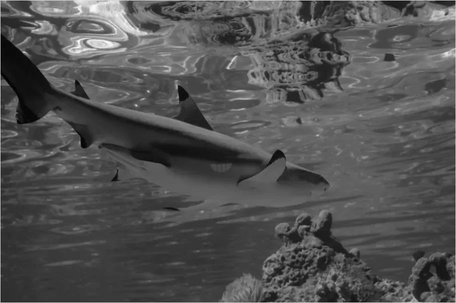 Reef Shark Underwater Photo Dad8