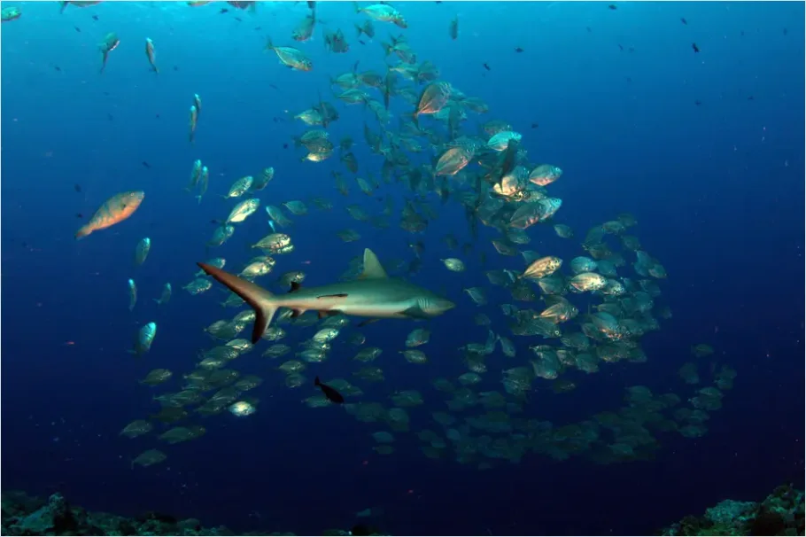 Detail Reef Shark Underwater Photo Number 3
