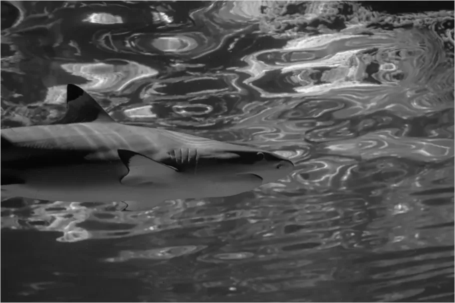 Detail Reef Shark Underwater Photo Number 4