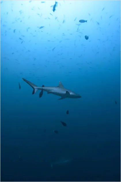 Detail Reef Shark Underwater Photo Number 5