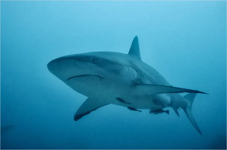 Detail Reef Shark Underwater Photo Number 6