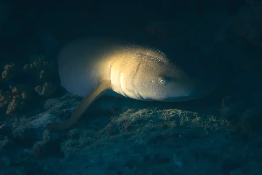 Detail Reef Shark Underwater Photo Number 7