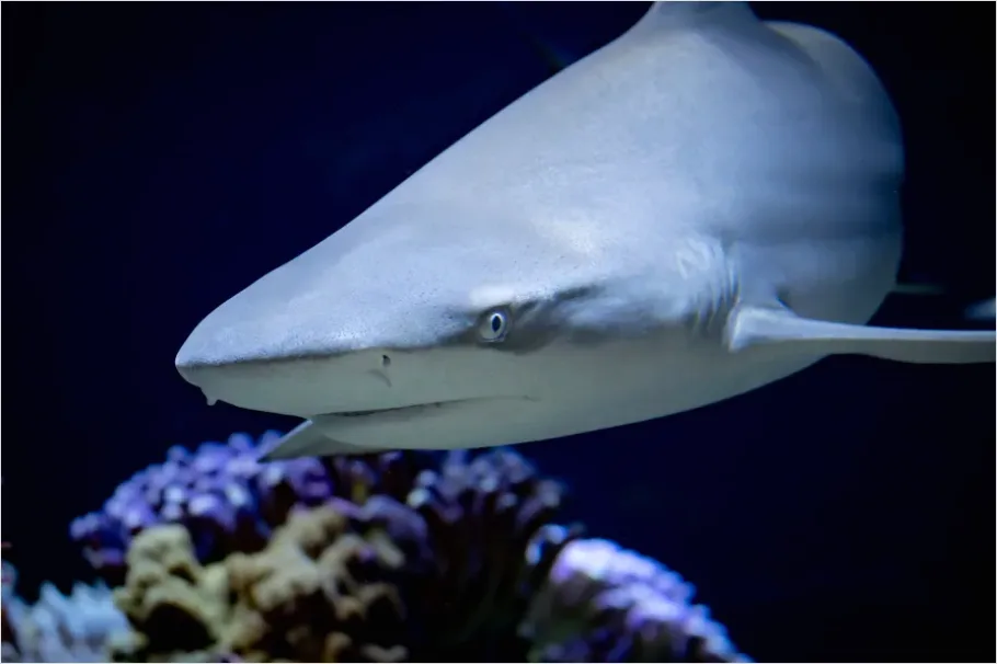 Detail Reef Shark Underwater Photo Number 8