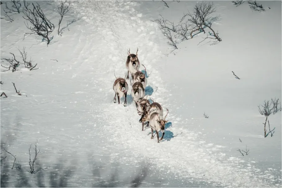 Reindeer Herd Snow 20db
