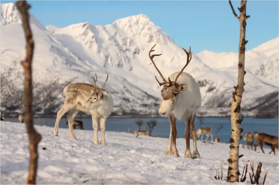 Detail Reindeer Herd Snow Number 2