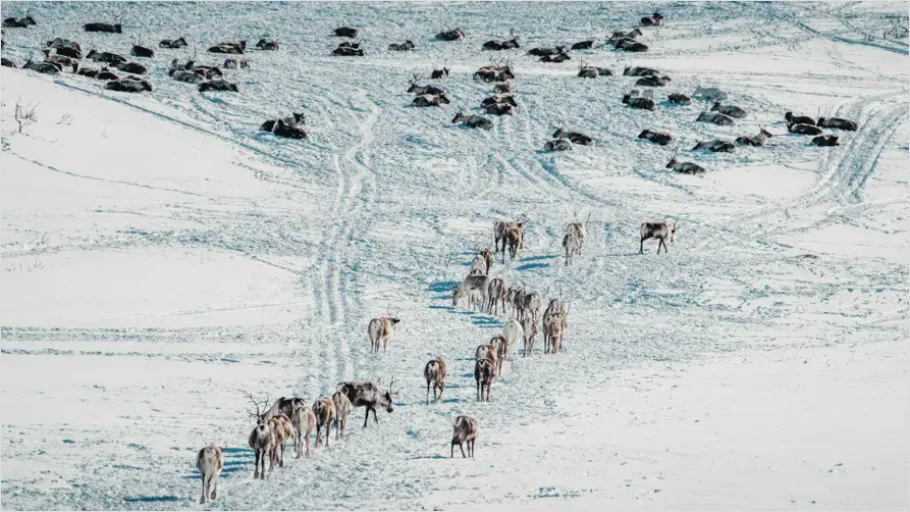 Detail Reindeer Herd Snow Number 4