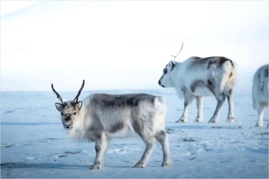 Detail Reindeer Herd Snow Number 5