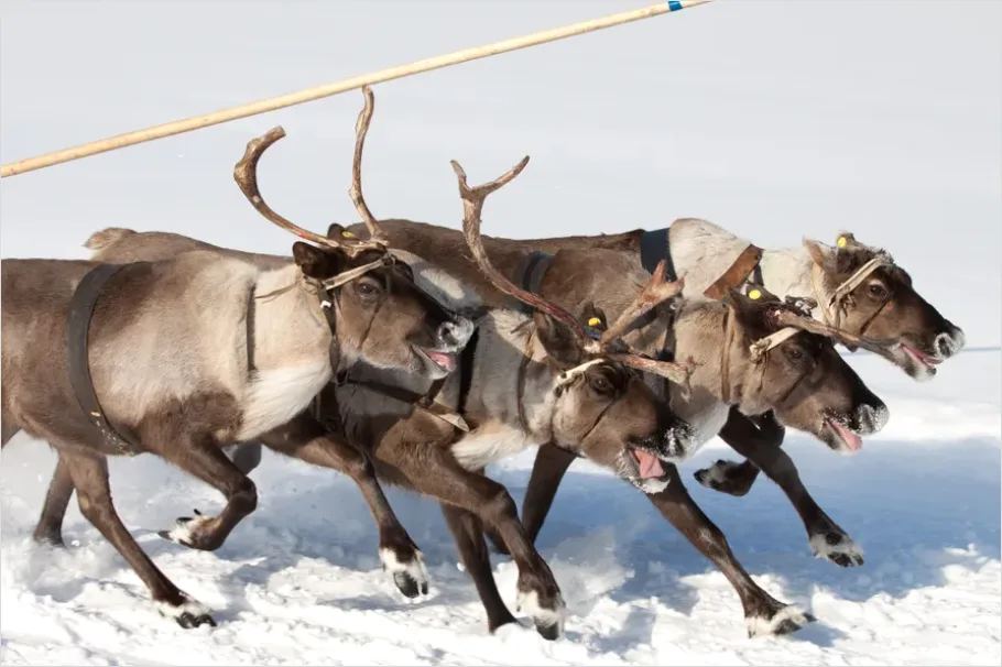 Detail Reindeer Herd Snow Number 6