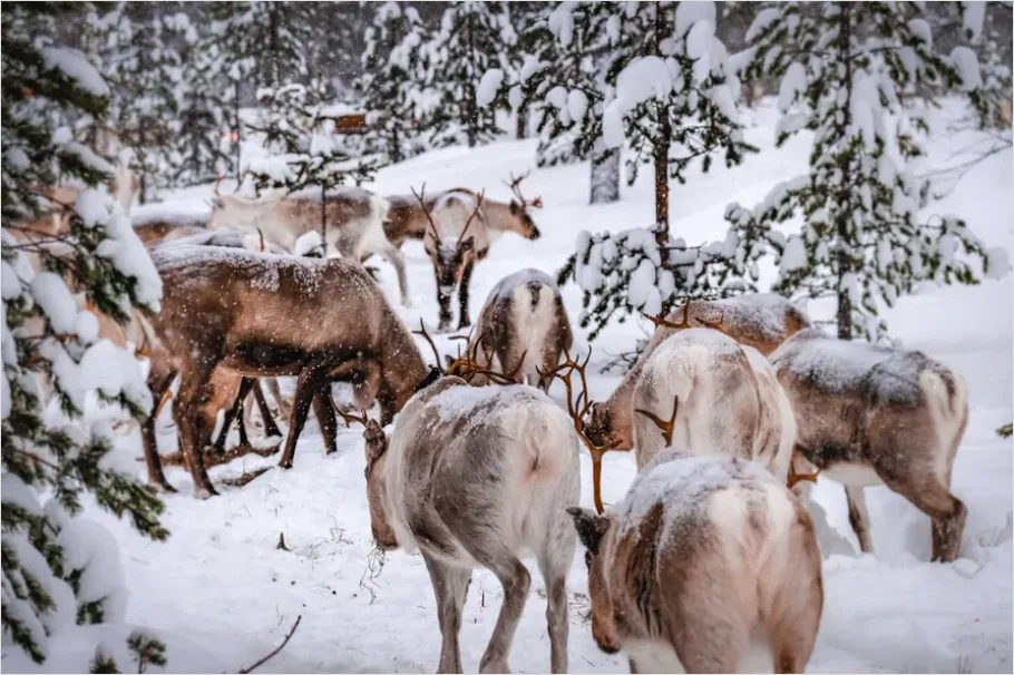 Detail Reindeer Herd Snow Number 7