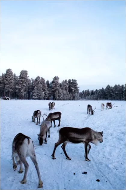 Detail Reindeer Herd Snow Number 8