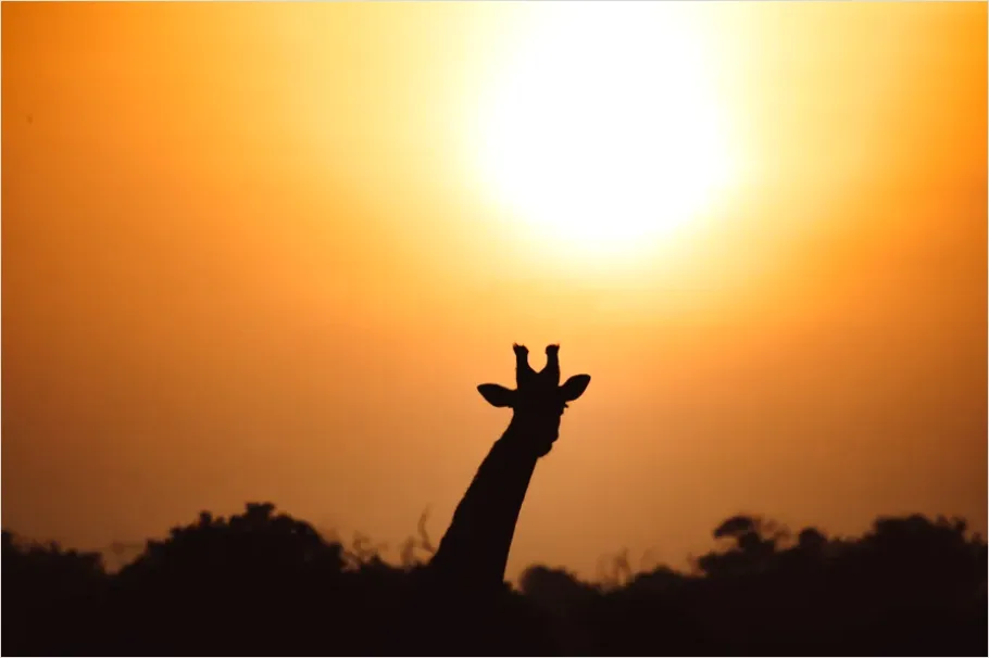 Safari Animals Silhouette Sunrise 2e8d