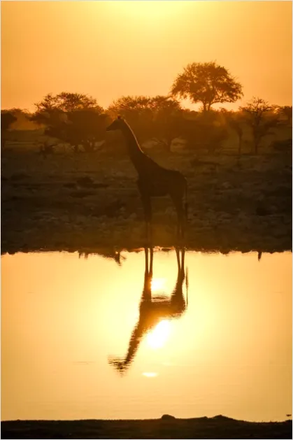 Detail Safari Animals Silhouette Sunrise Number 2