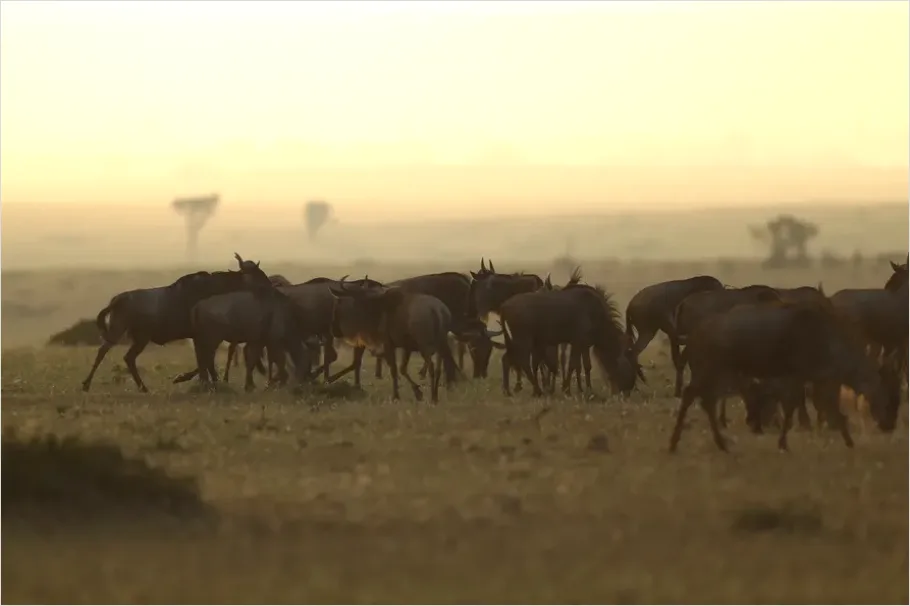 Detail Safari Animals Silhouette Sunrise Number 4