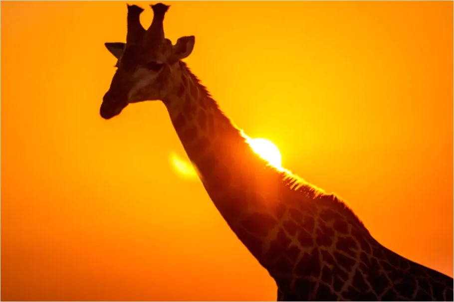Detail Safari Animals Silhouette Sunrise Number 5