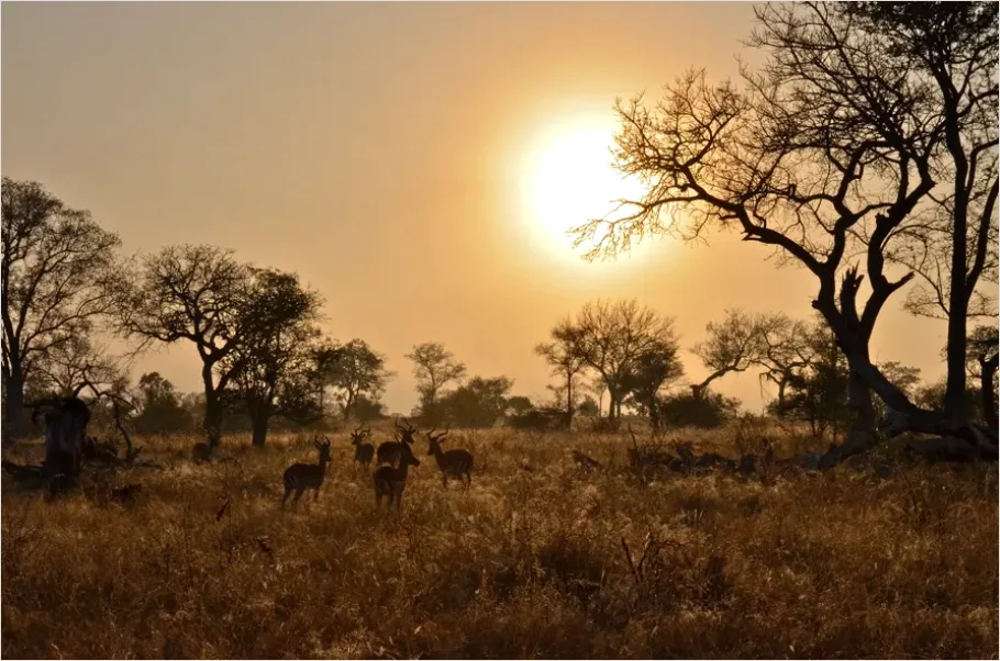 Detail Safari Animals Silhouette Sunrise Number 6