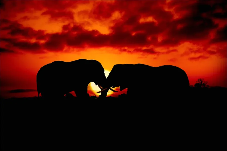 Detail Safari Animals Silhouette Sunrise Number 7