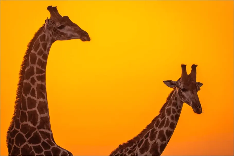 Detail Safari Animals Silhouette Sunrise Number 8