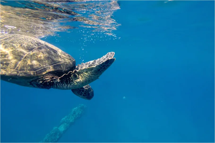 Sea Turtle Underwater Photo 154d
