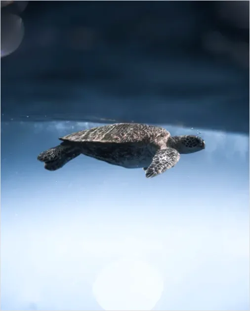 Detail Sea Turtle Underwater Photo Number 2