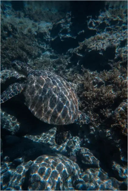 Detail Sea Turtle Underwater Photo Number 3