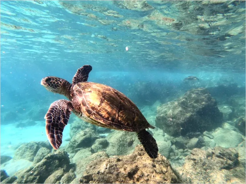 Detail Sea Turtle Underwater Photo Number 4