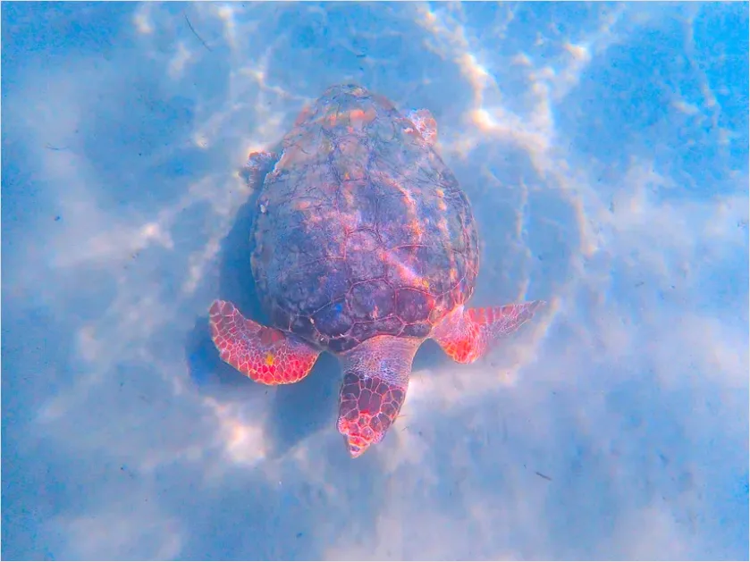 Detail Sea Turtle Underwater Photo Number 5
