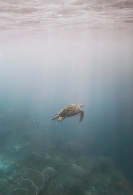 Detail Sea Turtle Underwater Photo Number 6