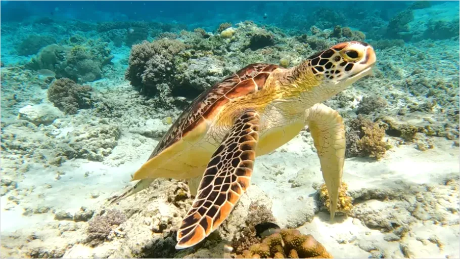 Detail Sea Turtle Underwater Photo Number 7