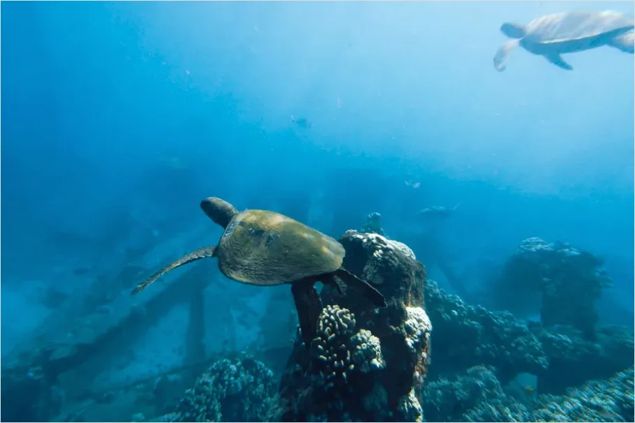 Detail Sea Turtle Underwater Photo Number 8