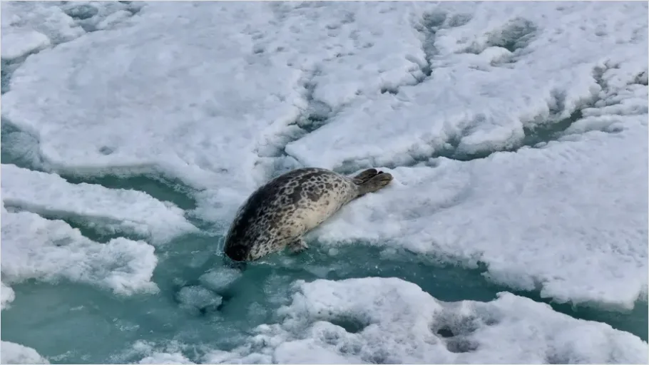 Detail Seal On Ice Photo Number 3