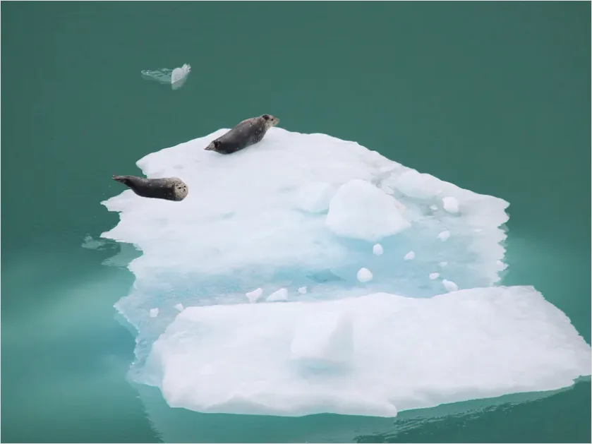 Detail Seal On Ice Photo Number 6