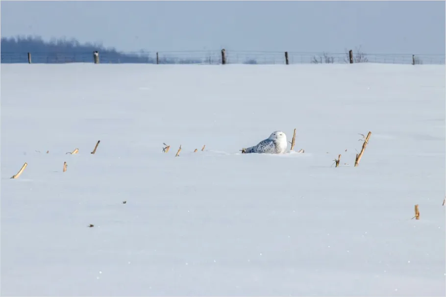 Snowy Owl In Snow Bc76