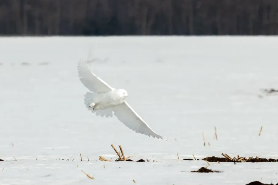 Detail Snowy Owl In Snow Number 2