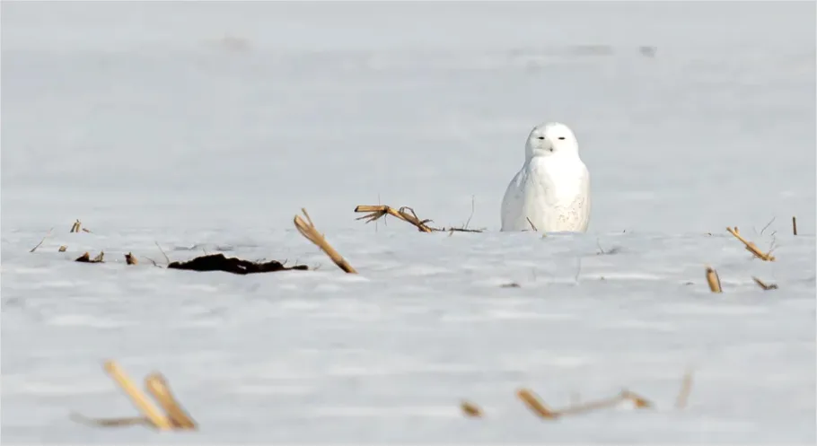 Detail Snowy Owl In Snow Number 3