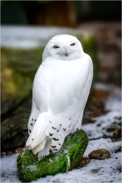 Detail Snowy Owl In Snow Number 4