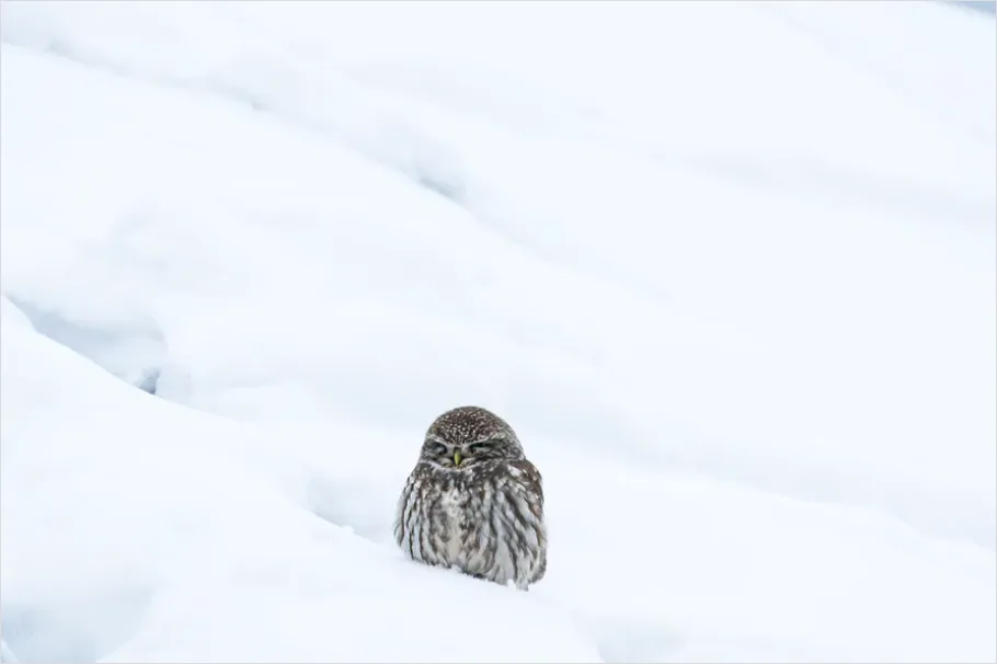 Detail Snowy Owl In Snow Number 5