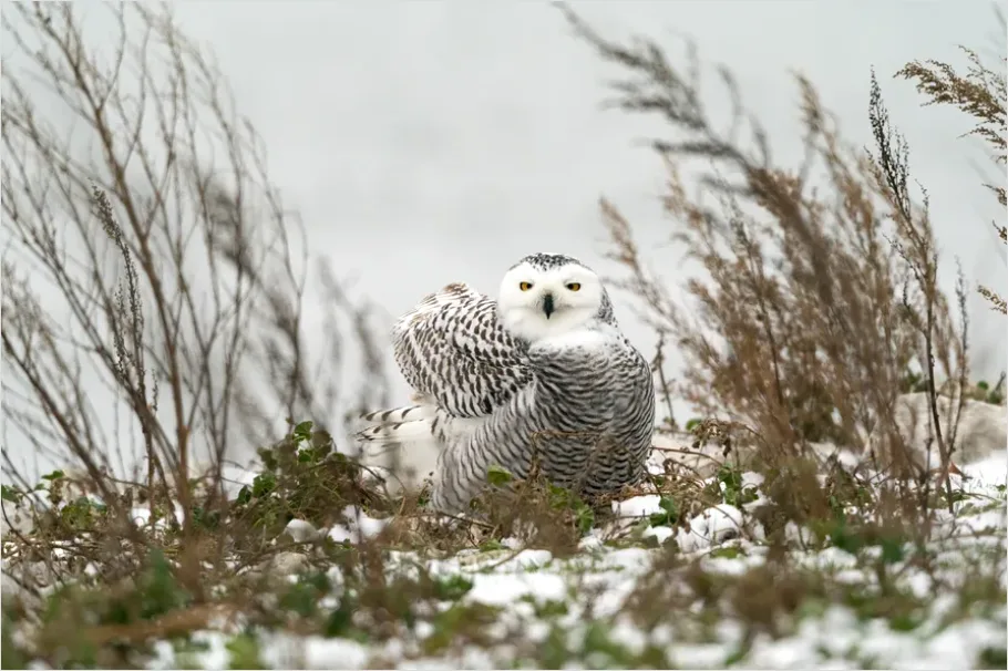 Detail Snowy Owl In Snow Number 6