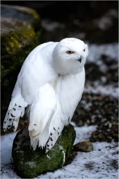 Detail Snowy Owl In Snow Number 7